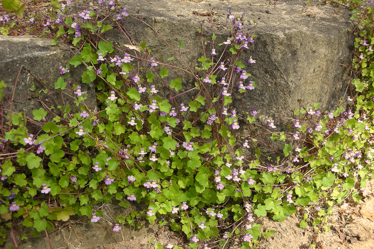 Cymbalaria (Linaria) muralis