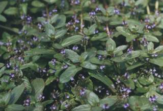 Veronica beccabunga - Bachbunge