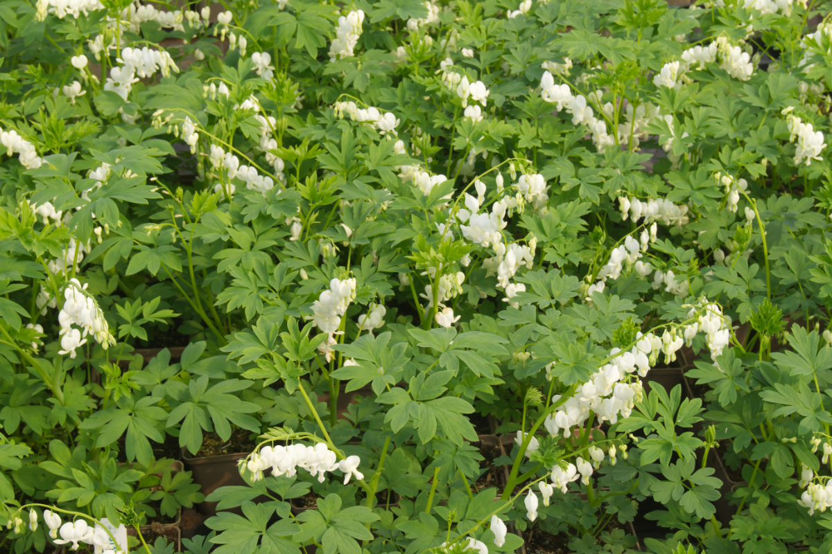 Dicentra spectabilis 'Alba'