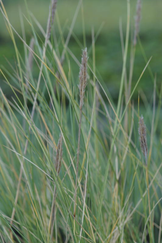 Ammophila arenaria - Strandhafer