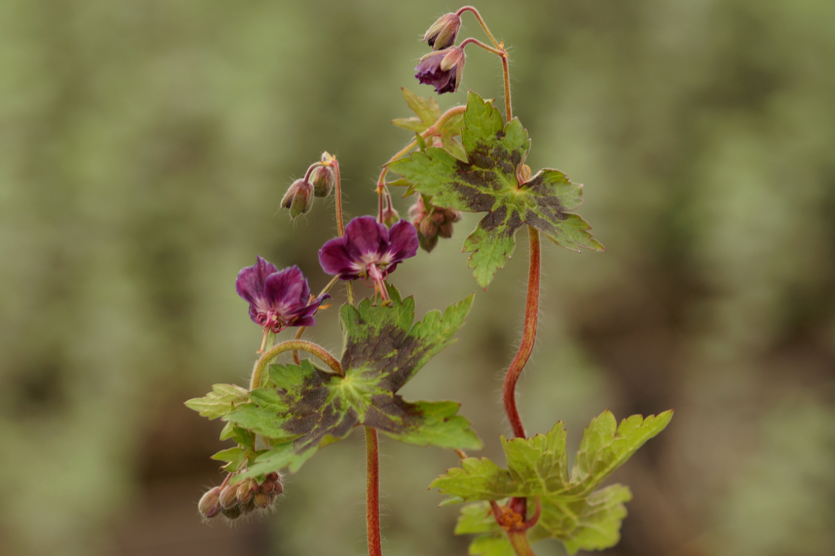Geranium phaeum 'Samobor' - Brauner Storchschnabel