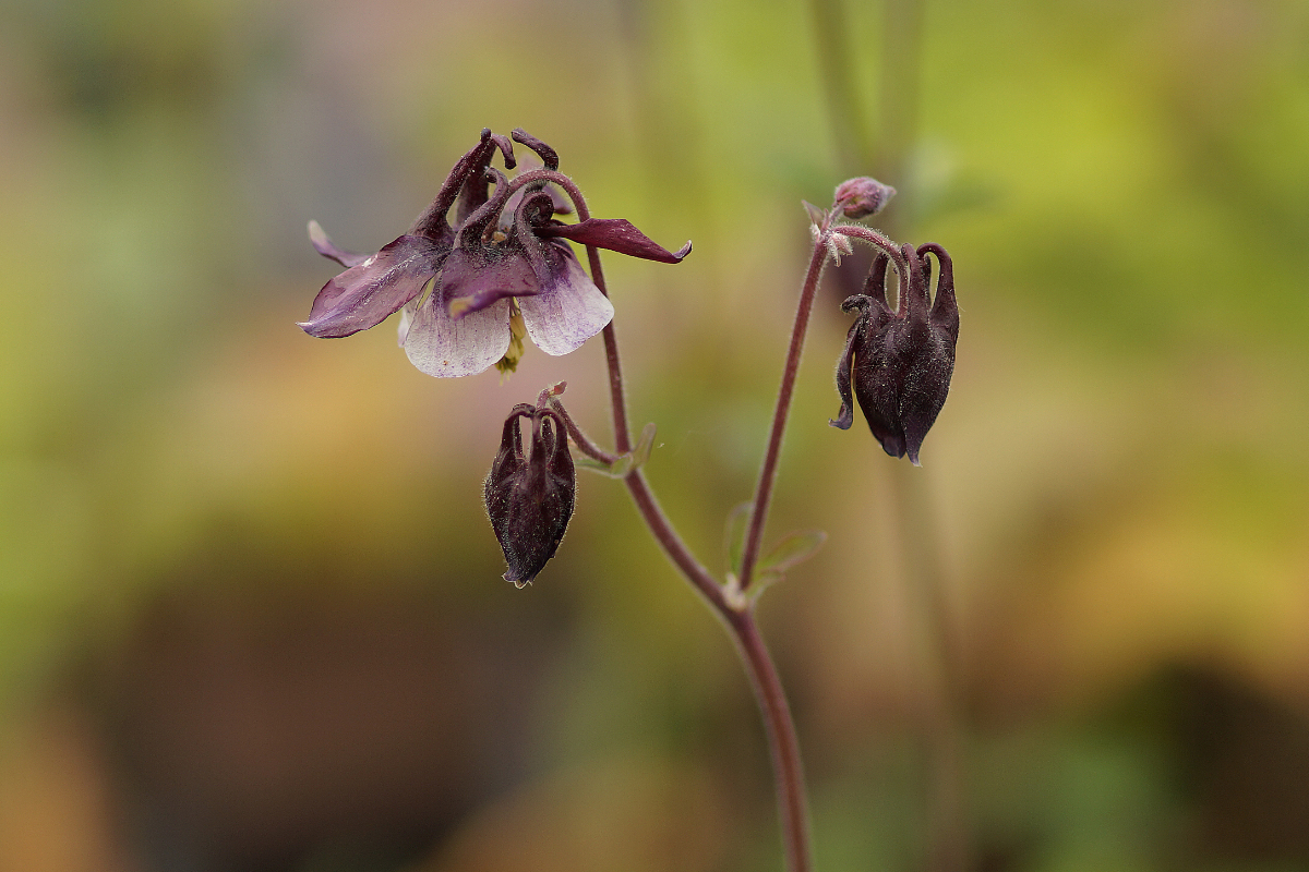 Aquilegia vulgaris 'William Guiness'