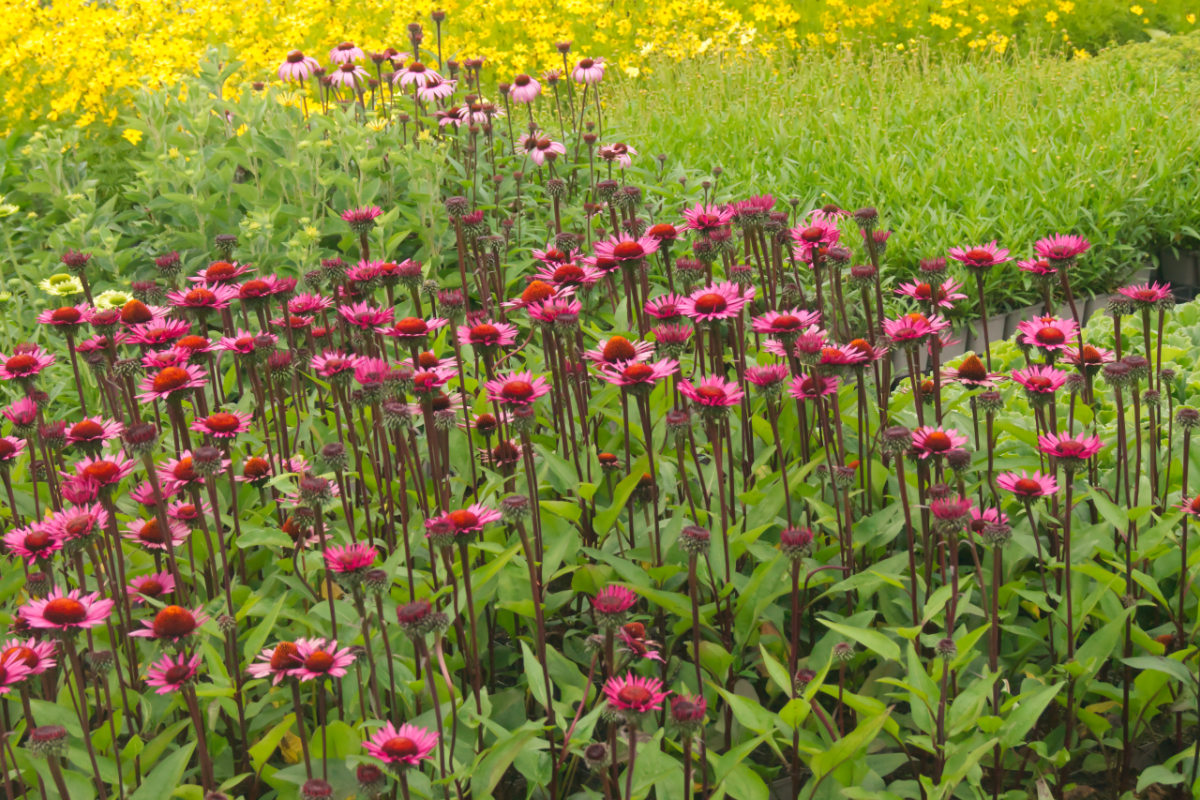 Echinacea purpurea 'Fatal Attraction' (R)