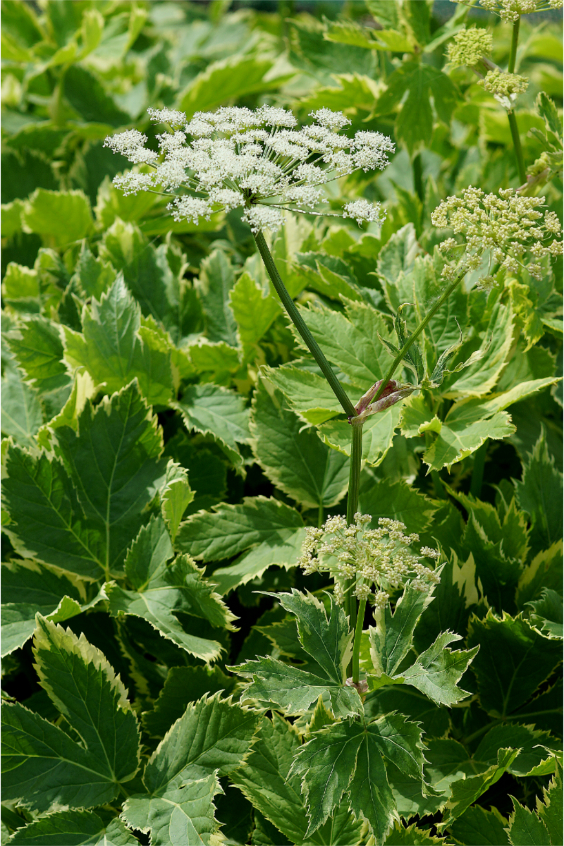 Peucedanum ostruthium 'Daphnis'