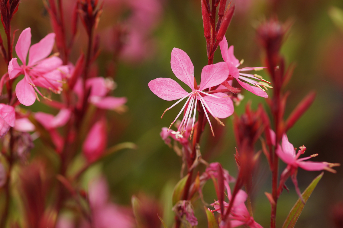 Gaura lindheimeri 'Siskiyou Pink' - Prachtkerze