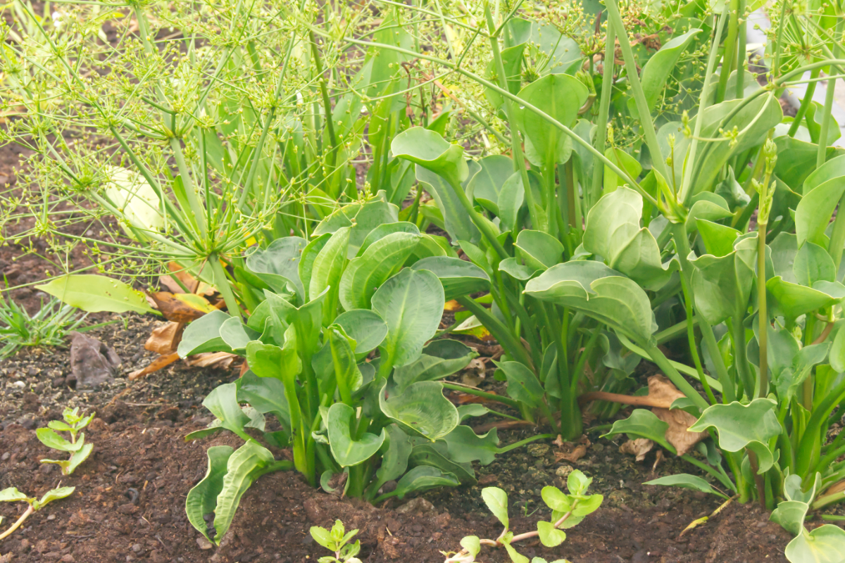 Alisma parviflora (subcordatum) - Rundblättriger Froschlöffel