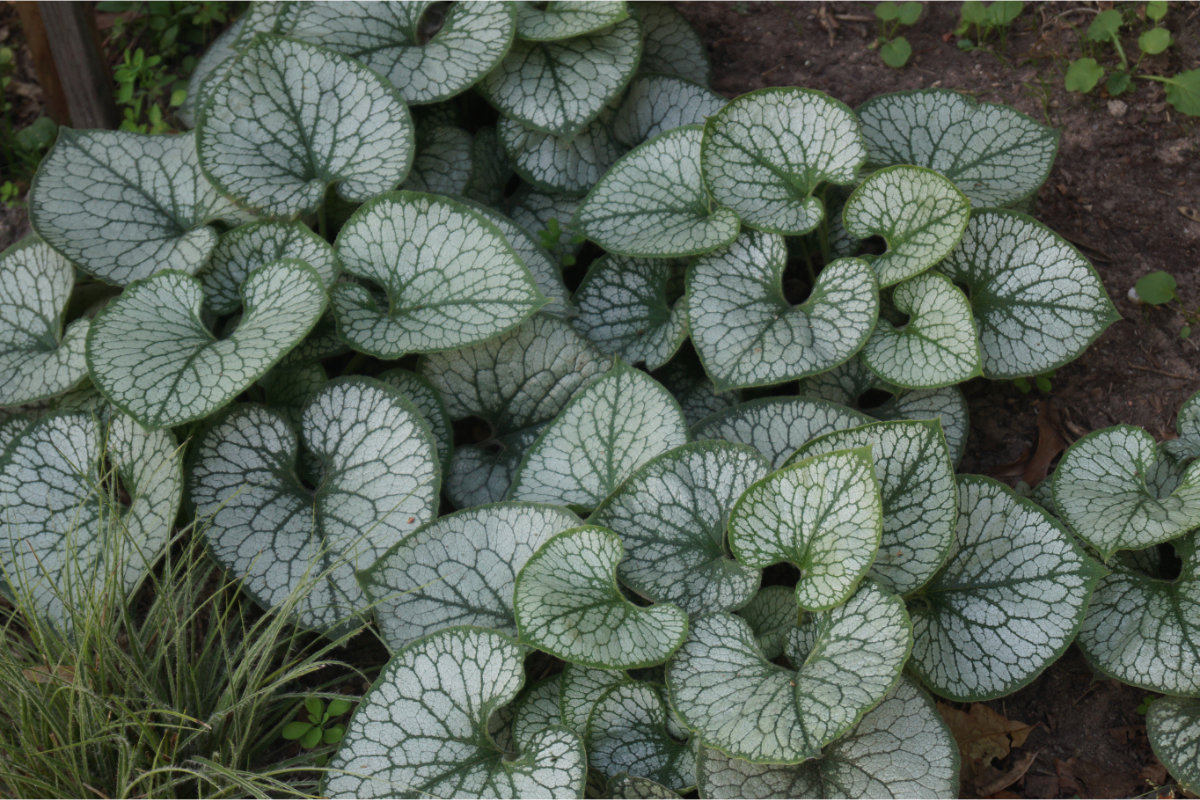 Brunnera macrophylla 'Jack Frost' (R)