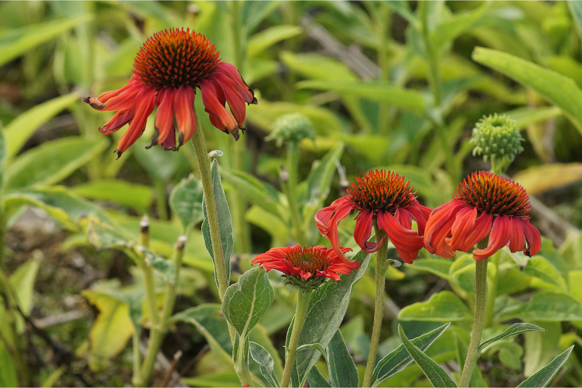 Echinacea purpurea 'Tomato Soup' (R) - Sonnenhut