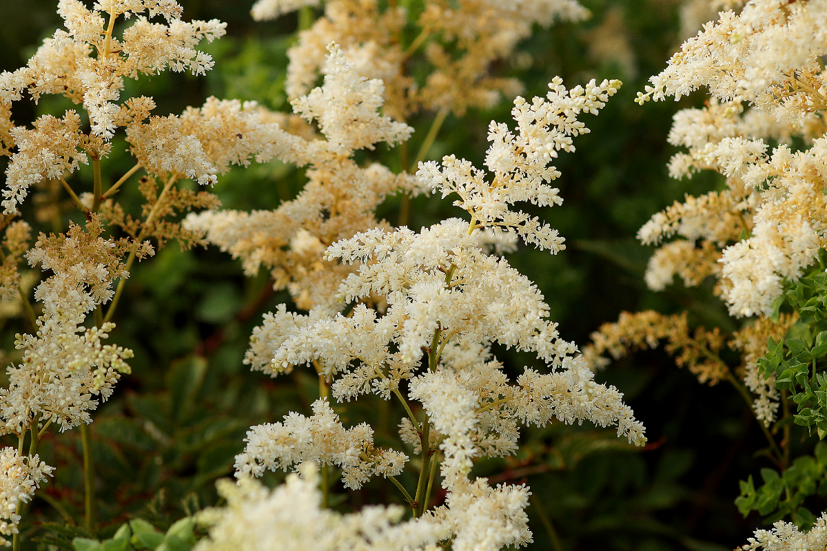 Astilbe Arendsii-Hybr. 'Brautschleier' - Prachtspiere