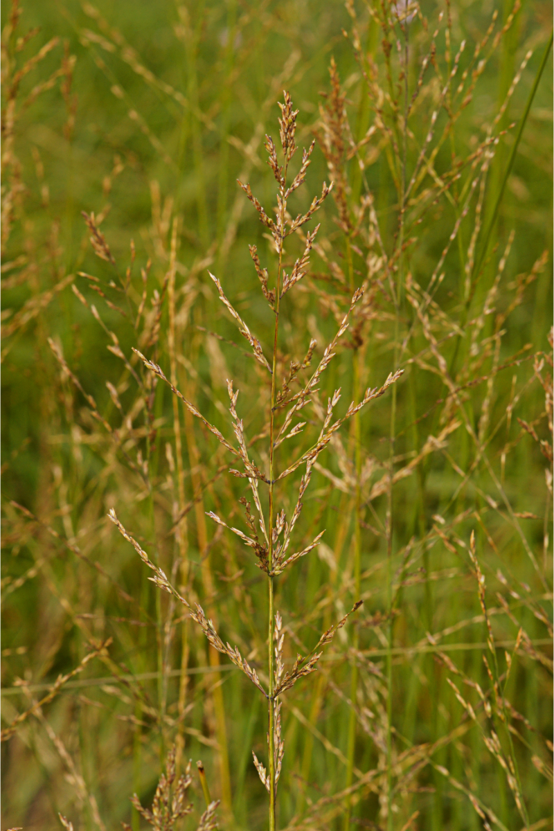 Molinia arundinacea 'Transparent' - Hohes Pfeifengras