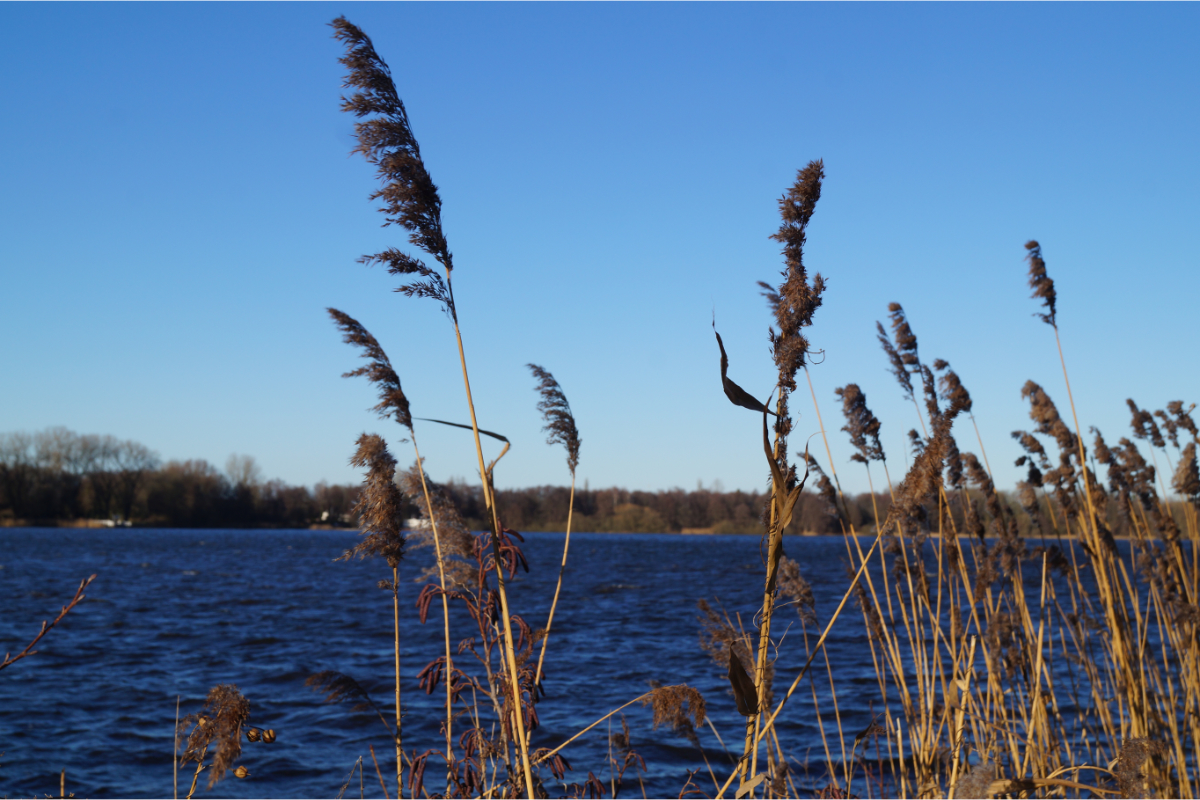 Phragmites australis