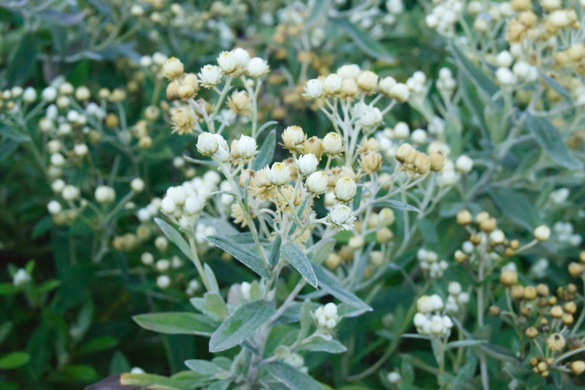 Anaphalis triplinervis 'Sommerschnee'