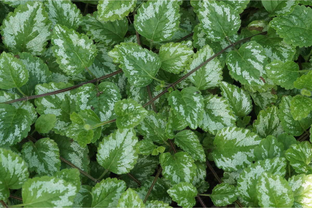 Lamiastrum galeobdolon 'Florentinum' - Goldnessel