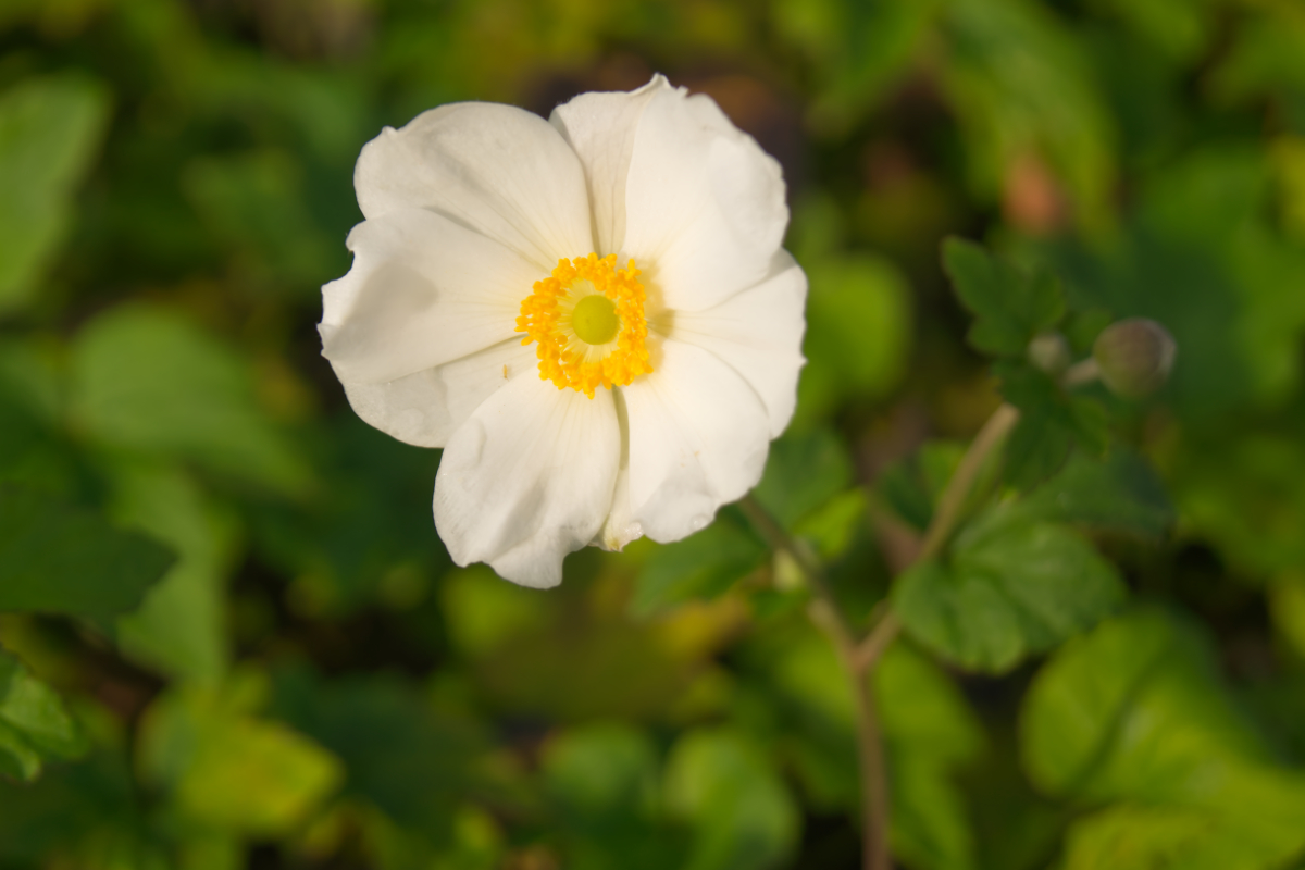 Anemone Japonica-Hybr. 'Honorine Jobert'