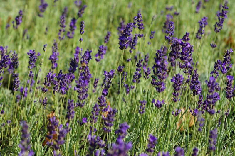 Lavandula angustifolia 'Hidcote Blue'