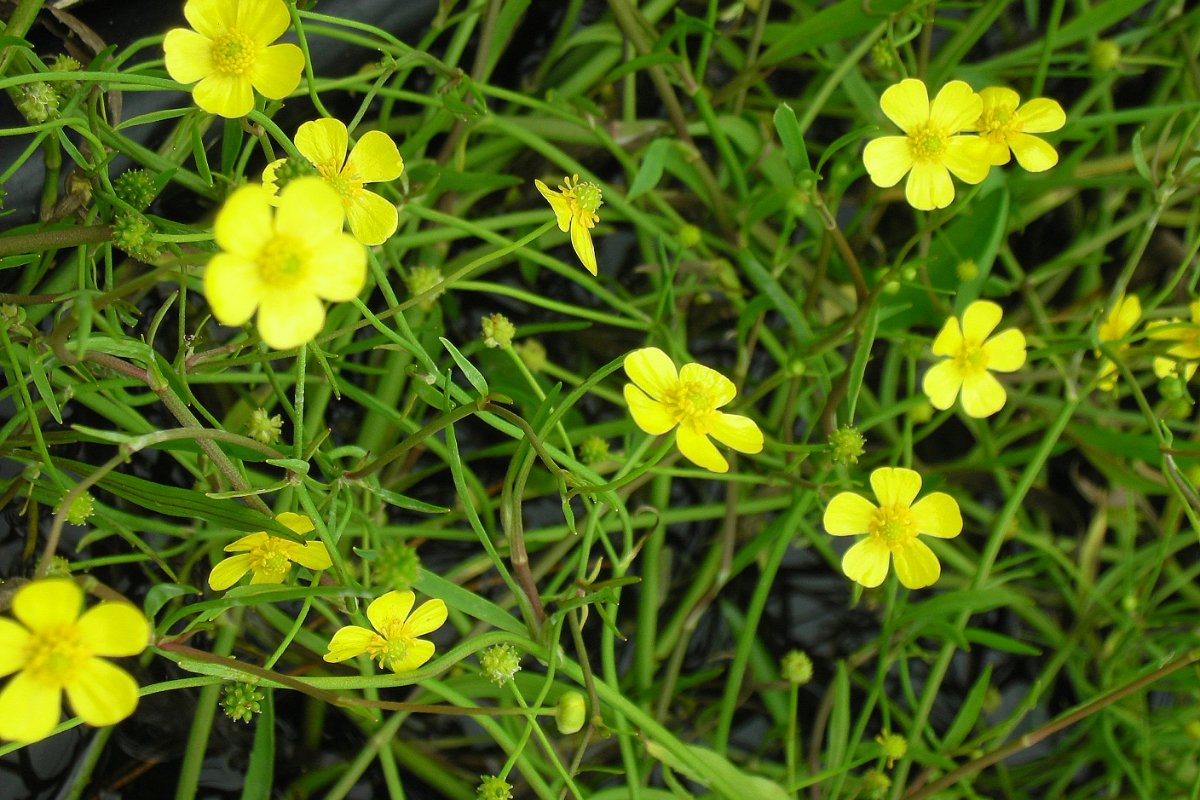 Ranunculus flammula