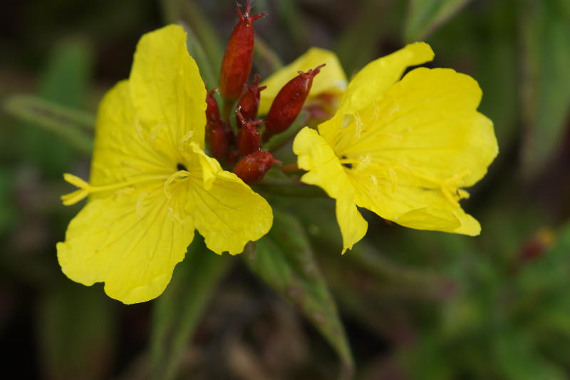Oenothera pilosella 'Yella Fella'