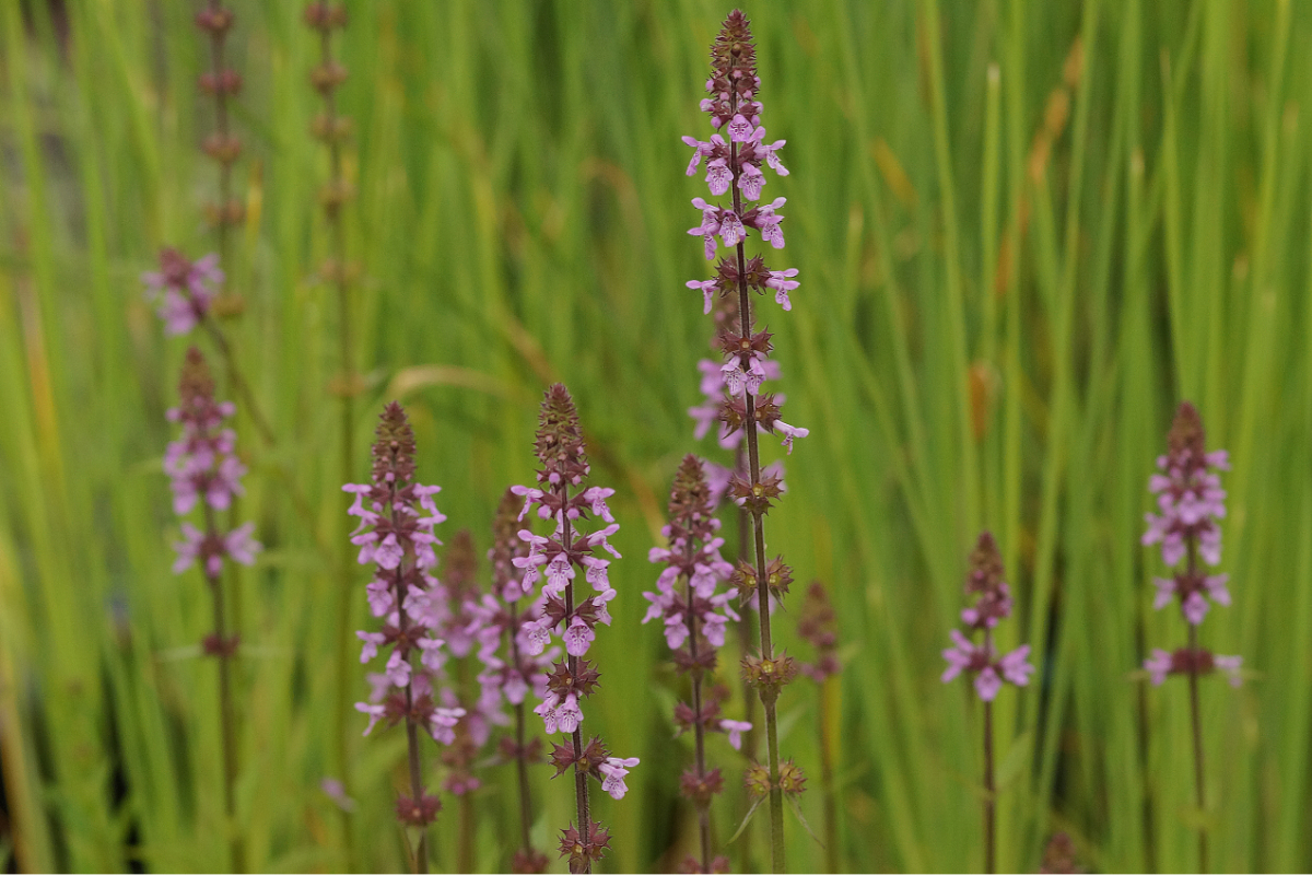 Stachys palustris - Ziest
