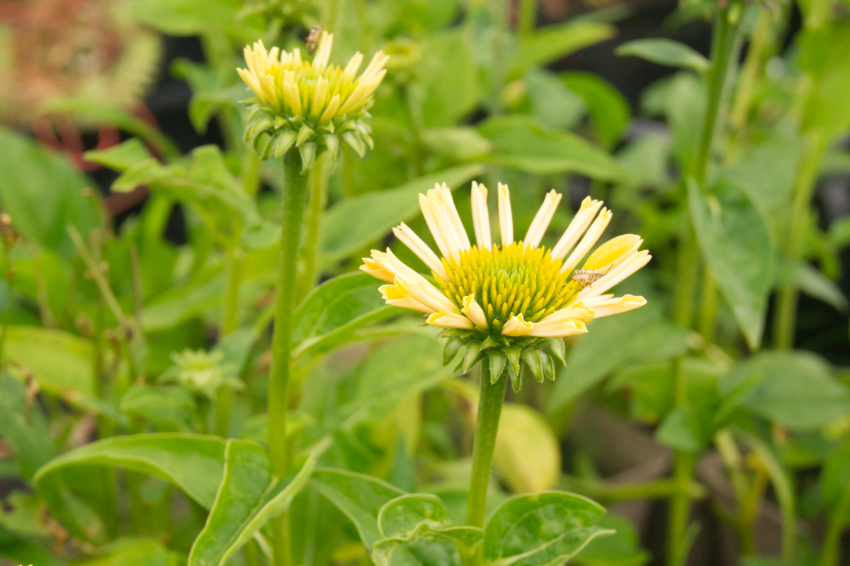 Echinacea purpurea 'Mellow Yellows'
