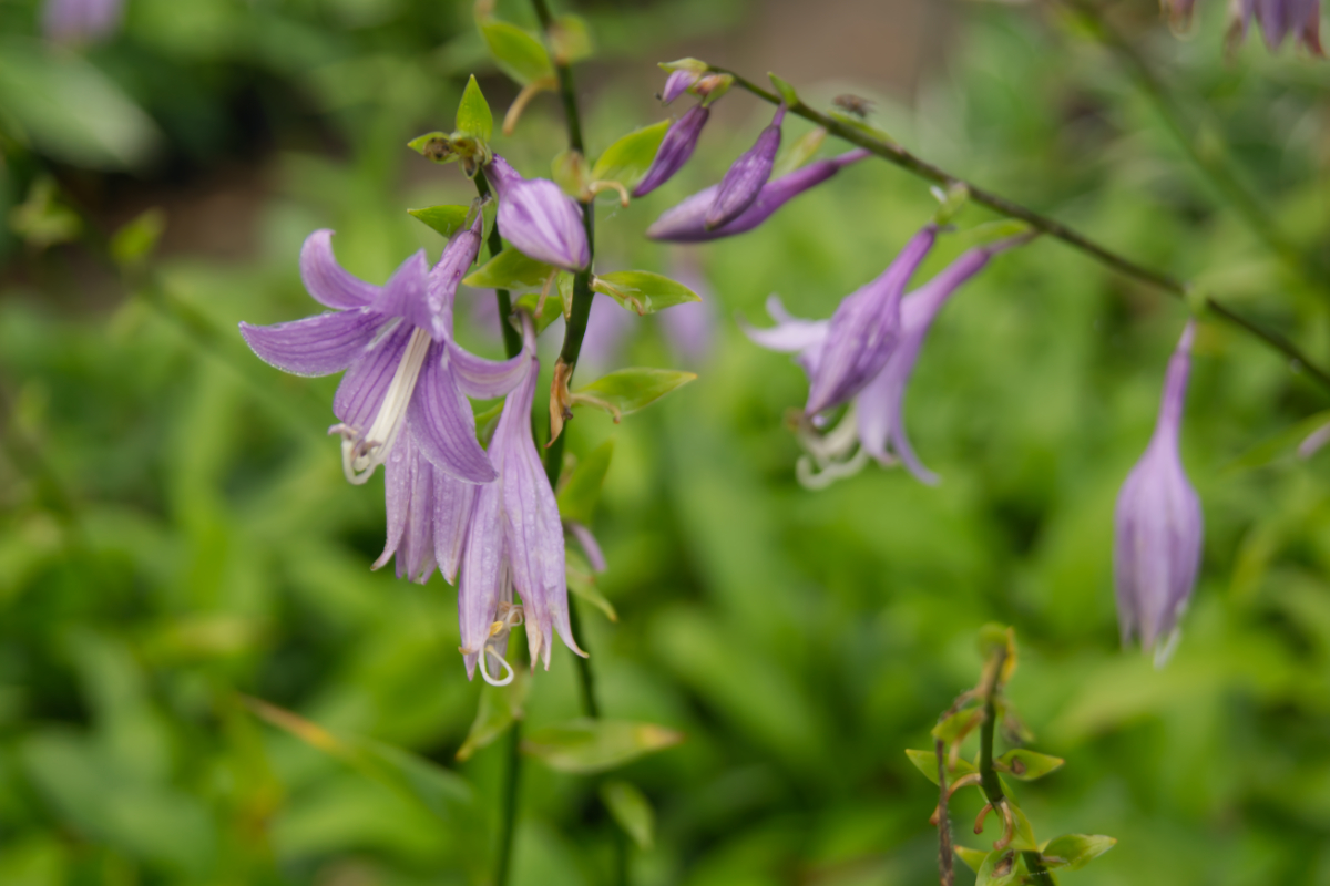 Hosta lancifolia
