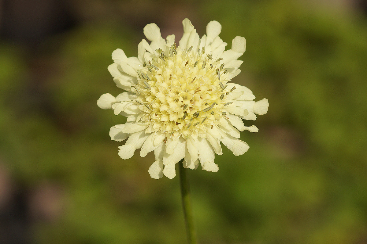 Cephalaria gigantea (tatarica) - Schuppenkopf
