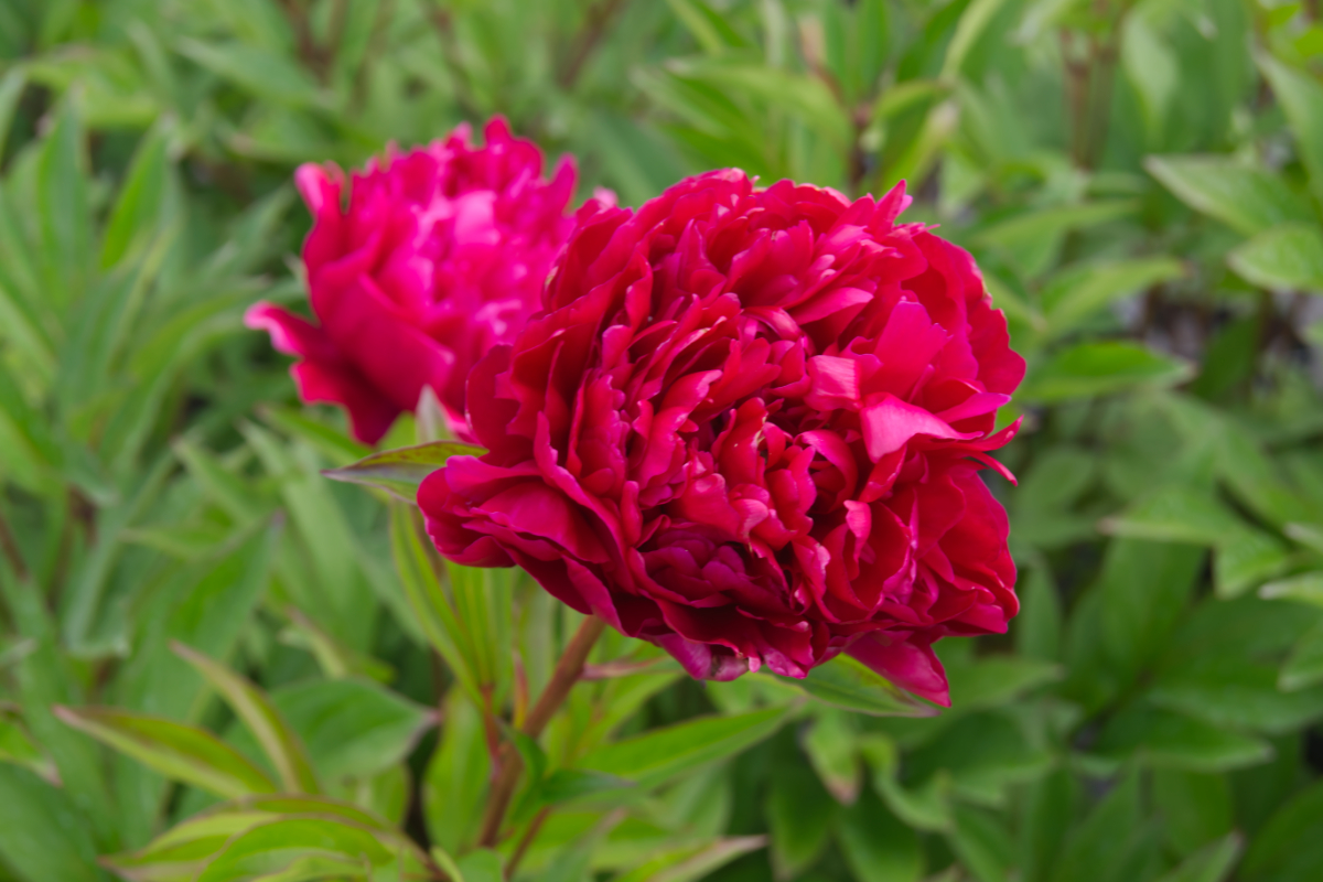 Paeonia Lactiflora-Hybr. 'Karl Rosenfield'