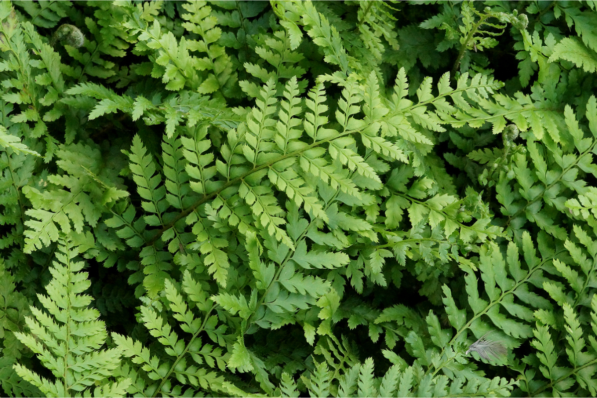 Polystichum setiferum gen. - Filigranfarn, Weicher Schildfarn