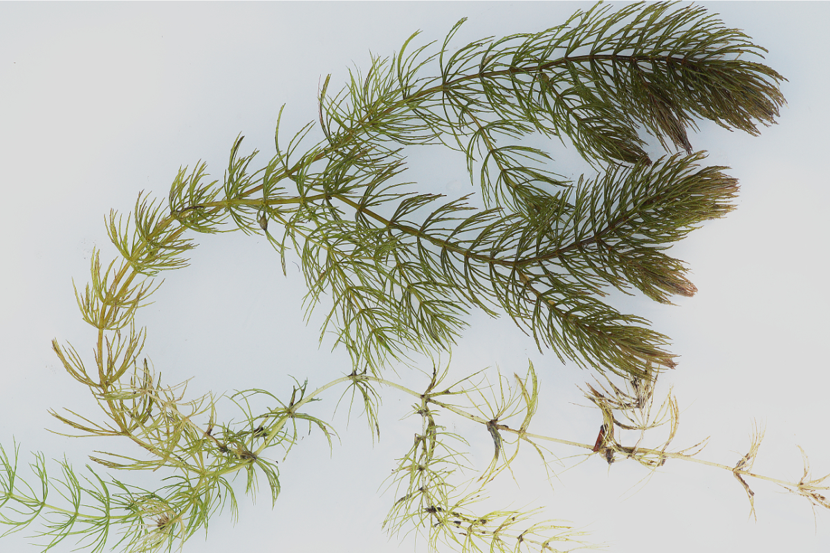 Ceratophyllum demersum - Hornblatt