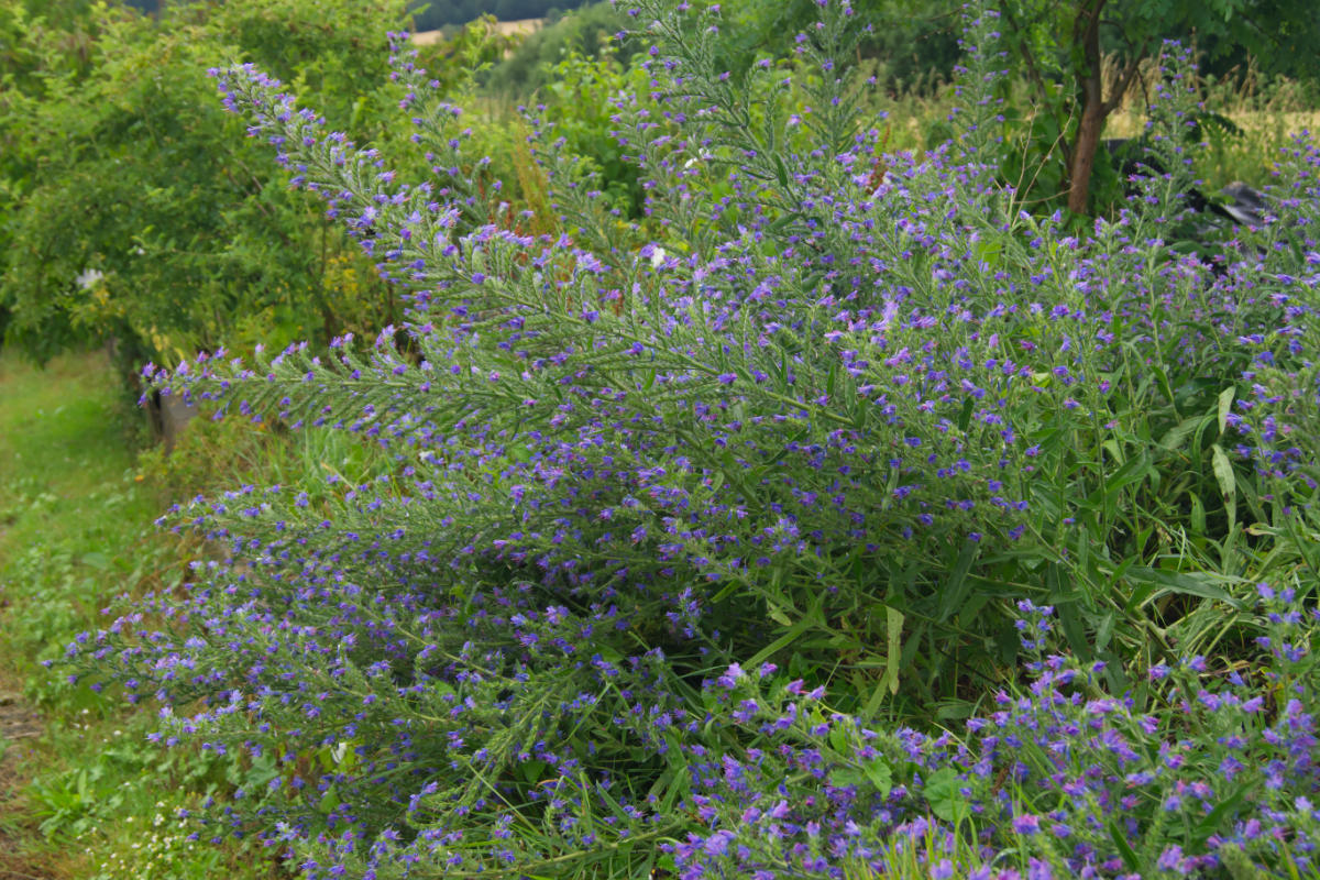 Echium vulgare