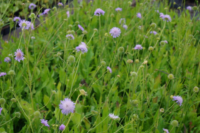 Knautia arvensis