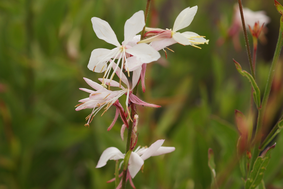 Gaura lindheimeri 'Whirling Butterflies' - Prachtkerze