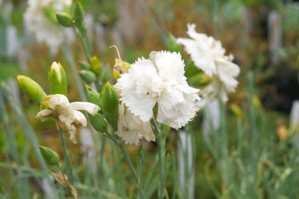 Dianthus Plumarius-Hybr. 'Haytor White' - Federnelke