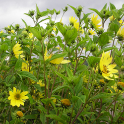 blog-helianthus_microcephalus_lemon_queen_03.jpg