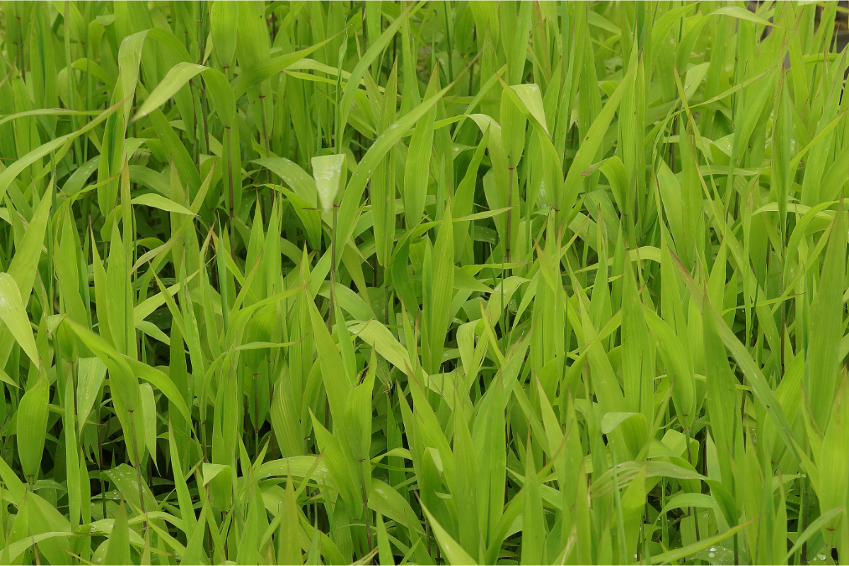 Chasmanthium (Uniola) latifolium - Plattährengras