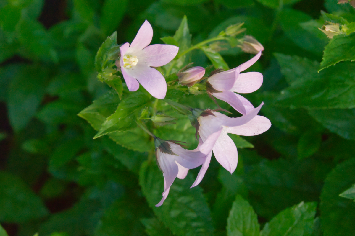Campanula lactiflora 'Loddon Anne' - Doldenglockenblume