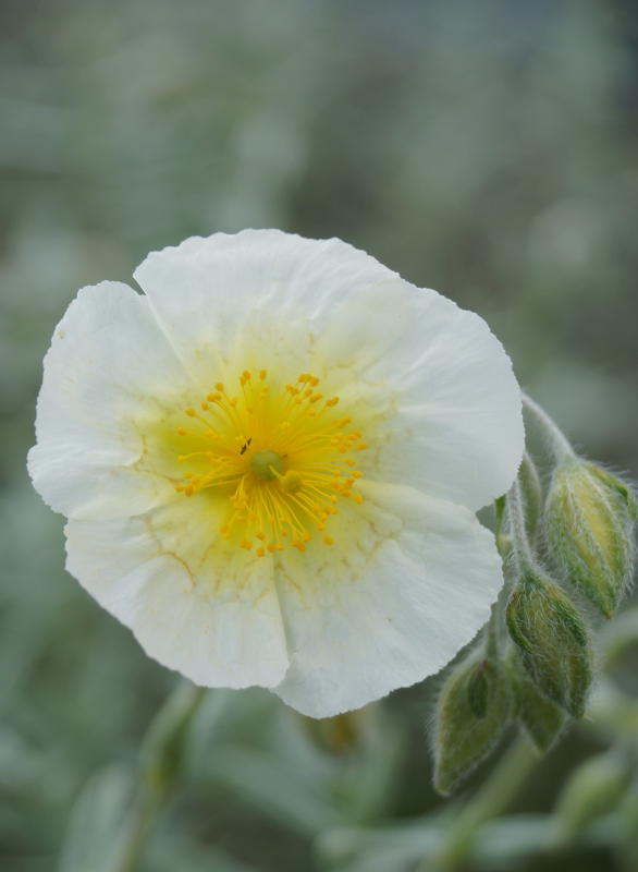 Helianthemum Hybride 'Snow Queen' ('Die Braut')
