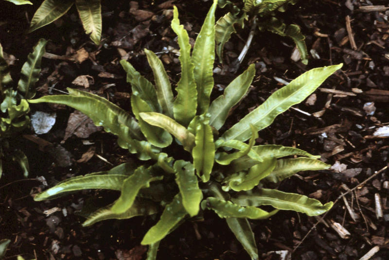 Asplenium (Phyllitis) scolopendrium (gen.)