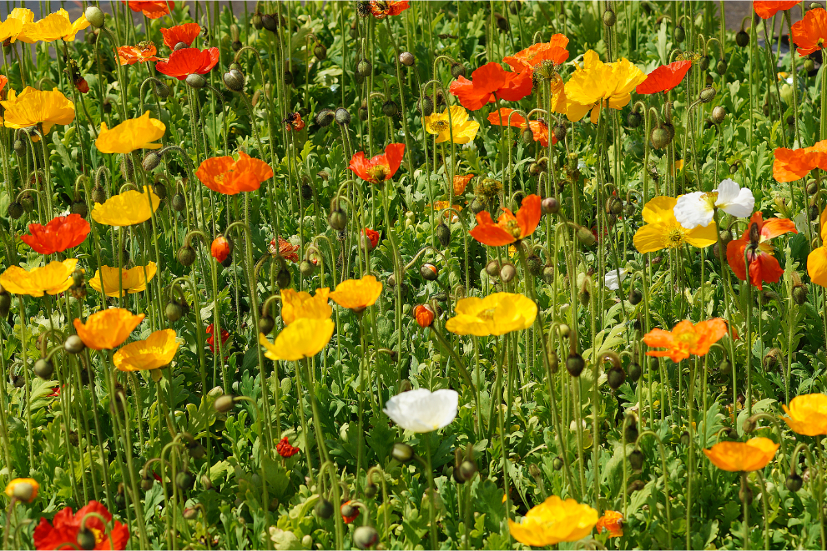 Papaver nudicaule 'Gartenzwerg'