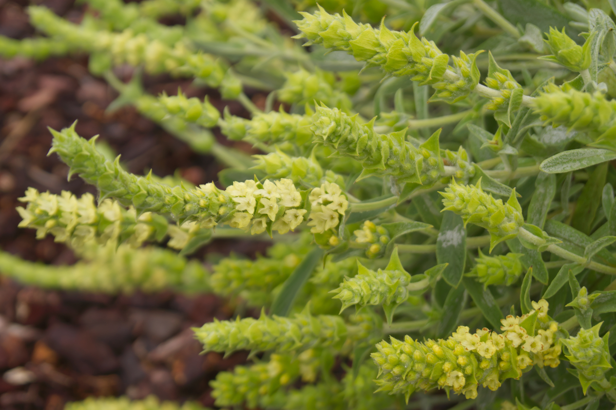 Sideritis syriaca
