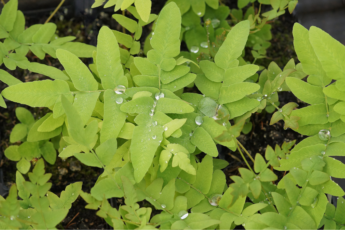 Osmunda regalis gen. - Königsfarn