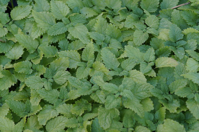 Melissa officinalis - Zitronenmelisse