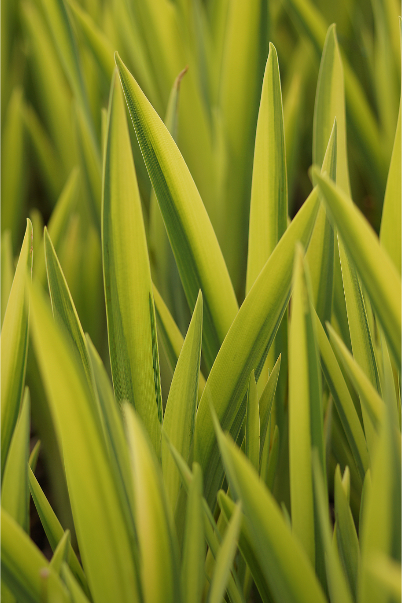 Iris pseudacorus 'Variegata' - Sumpfschwertlilie