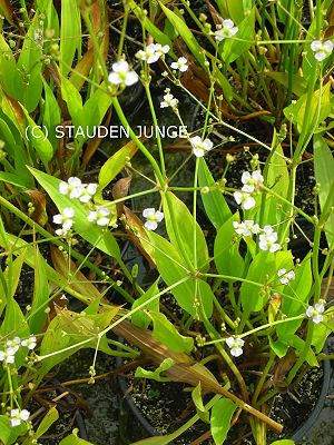 Alisma lanceolatum