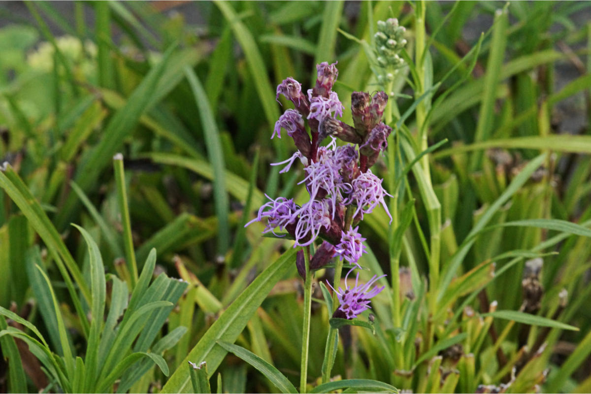 Liatris spicata - Ährige Prachtscharte