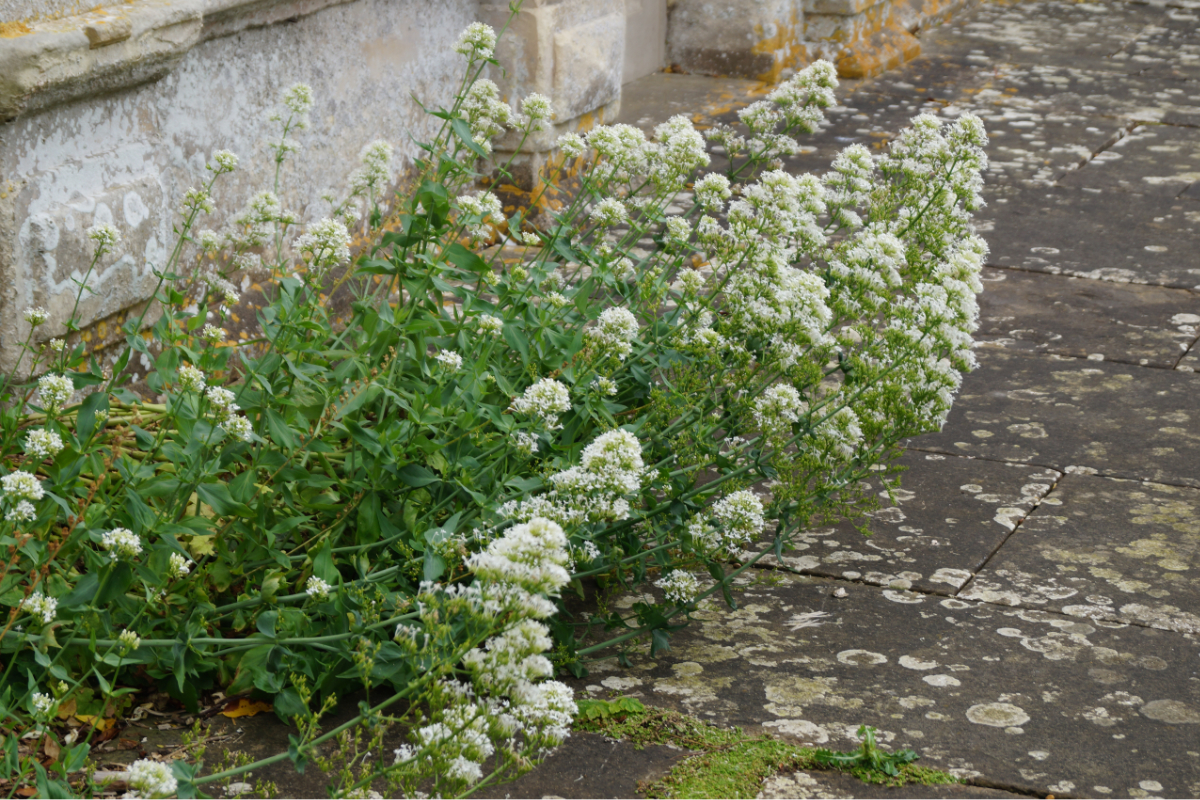 Centranthus ruber 'Albus'