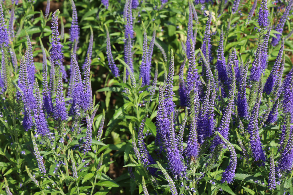Veronica longifolia 'Blauriesin'