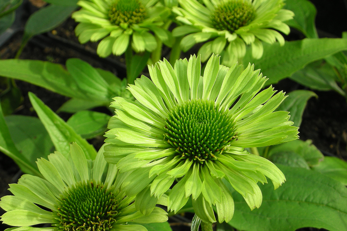 Echinacea purpurea 'Green Jewel'(R)