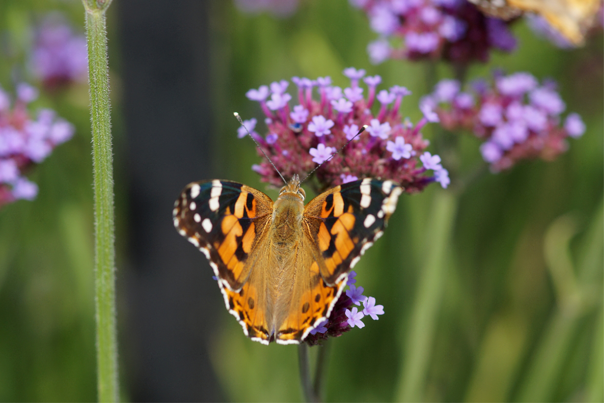 Verbena bonariensis