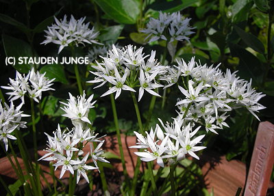 Allium ursinum