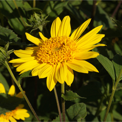 blog-helianthus_decapetalus_capenoch_star_03.jpg